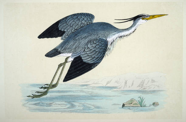 Grey heron, Ardea cinerea, a long-legged wading bird, Wildlife, Fine Art, Birds, Victorian, 19th Century style