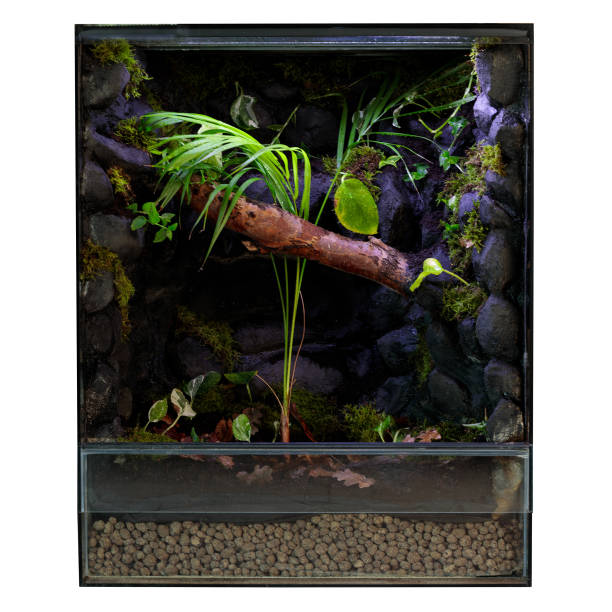 istock Vertical Terrarium with Moss and Ferns 2170158703
