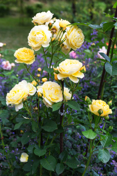 istock Graham Thomas English Rose, Austin in the garden 2170158742