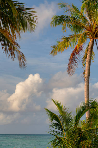 Looking past iconic palm trees towards the glorious Indian Ocean in the Maldives.