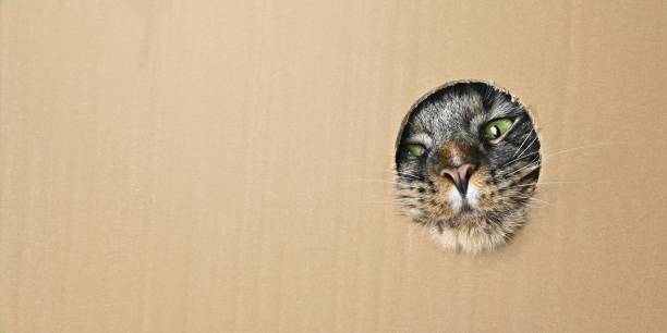 Funny Maine coon cat sticks head through a hole in a cardboard box. Panoramic image with copy space.