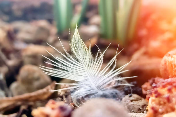 Delicate white feather resting on a natural background of moss and green grass, emphasizing serenity and nature's beauty.