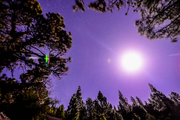 Stars in the Sky at Night over the Trees of a Pine Forest