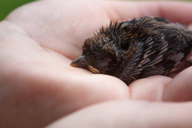 istock A man holds a baby sparrow in his hand. 2170167954
