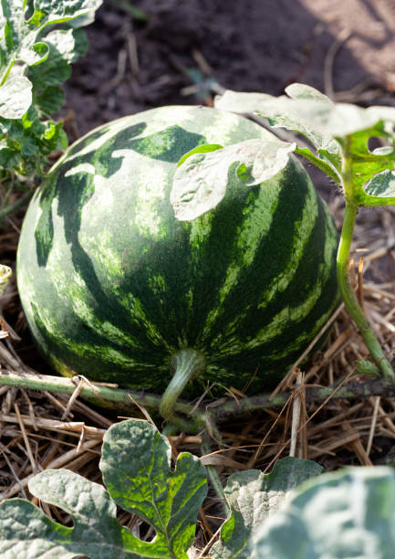 istock Small watermelons in a garden bed in a field. 2170168441