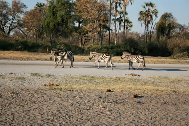 istock Zebras walking across runway during the day in Africa 2170172021