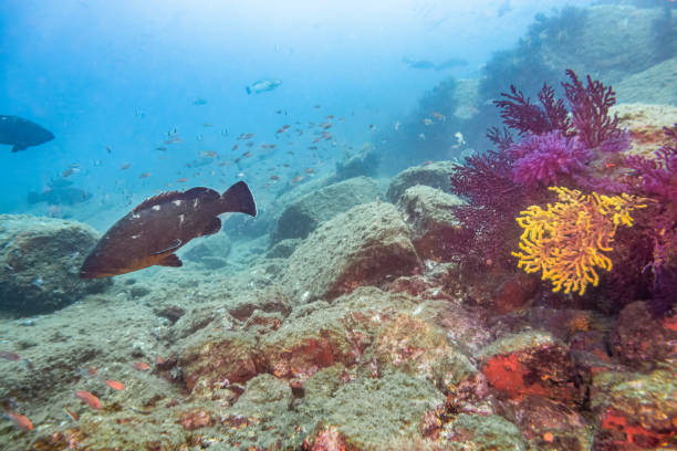 A grouper swims near a vibrant patch of purple and yellow coral in the waters of Costa Brava, Spain. The rocky seabed and surrounding fish highlight the rich marine life of the Mediterranean. At La Massa d'or diving point in Cap de Creus