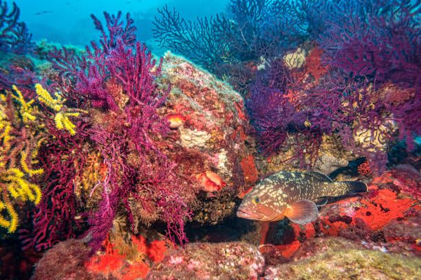 istock Grouper Among Colorful Coral in Costa Brava 2170172842