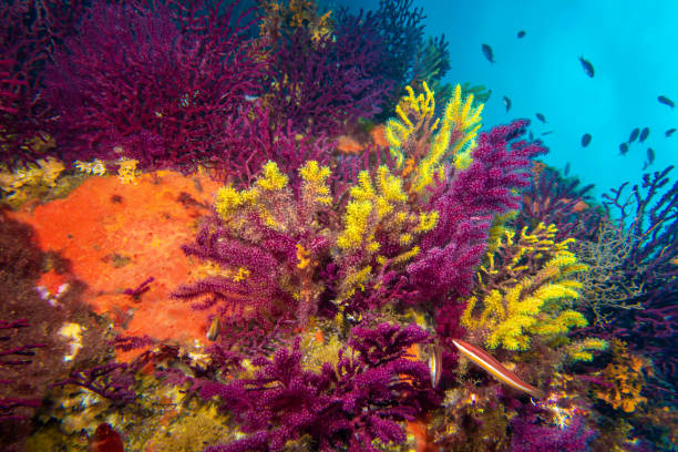 A vibrant underwater scene in Costa Brava, Spain, showcasing a variety of colorful coral, including bright yellow and purple species. Small fish swim around the coral, highlighting the diversity of marine life in the Mediterranean. At La Massa d'or diving point in Cap de Creus