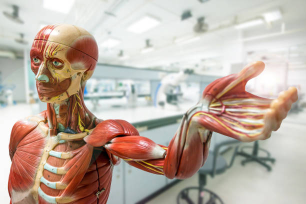 Anatomy model on a laboratory background.