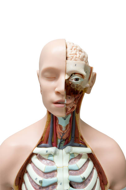 istock Anatomy model on white background 2170173297