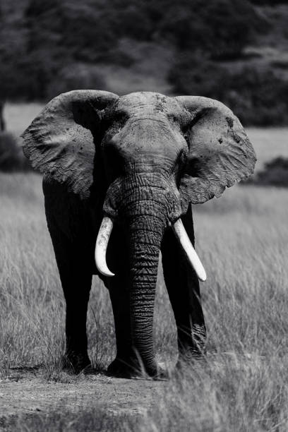 istock Majestic Elephant in the Wild 2170174276