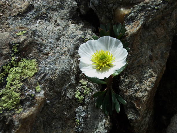 istock White mountain flowers Glacier Buttercup, Ranunculus glacialis, 2170174817
