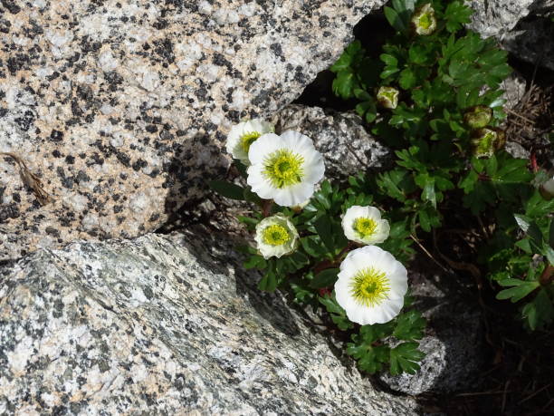 istock White mountain flowers Glacier Buttercup, Ranunculus glacialis, 2170174819