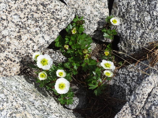 istock White mountain flowers Glacier Buttercup, Ranunculus glacialis, 2170174838