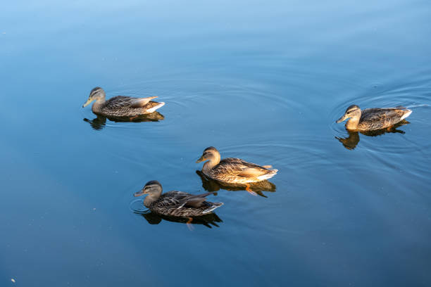 Three ducks swimming in a body of water. The water is calm and clear. The ducks are of different sizes and are swimming in different directions
