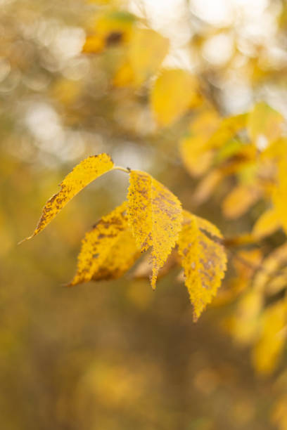 The Nature's Symphony in Autumn Forest Colors