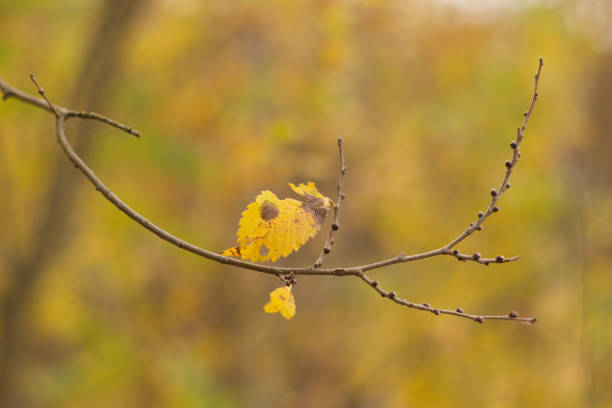 The Golden Canopy of the Enchanted Woods
