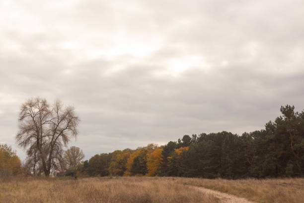 The Echoes of Silence in Autumn Forest