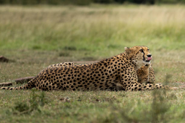 istock Resting Cheetah in the Grasslands 2170177423