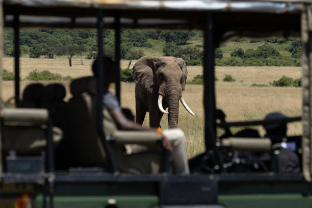 istock Close Encounter on Safari 2170177593
