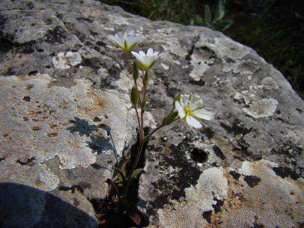 istock White mountain flowers, growing in crude conditions 2170177720