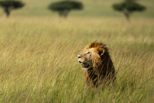 istock Lion in the Tall Grass 2170177910