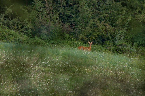 istock Roe deer at dawn in the mountains in August 2170179187