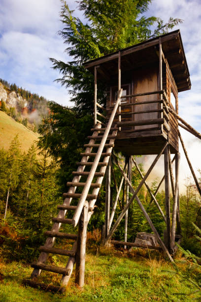 istock Birdwatching wooden cabin with steps in forest 2170179763