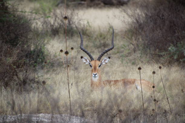 istock Antilope Tanzania 2170180571