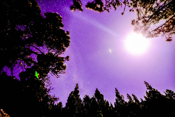 Stars in the Sky at Night over the Trees of a Pine Forest