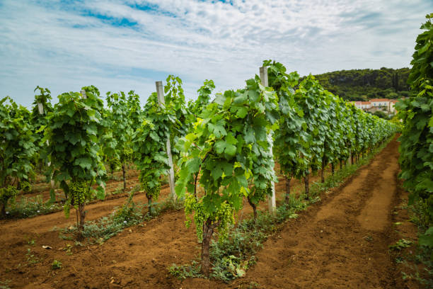 istock Ripe White Wine Grapes on Vine 2170183221
