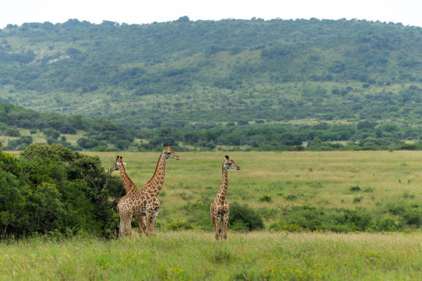 istock Giraffe in the Zuka Private Game Reserve 2170184446