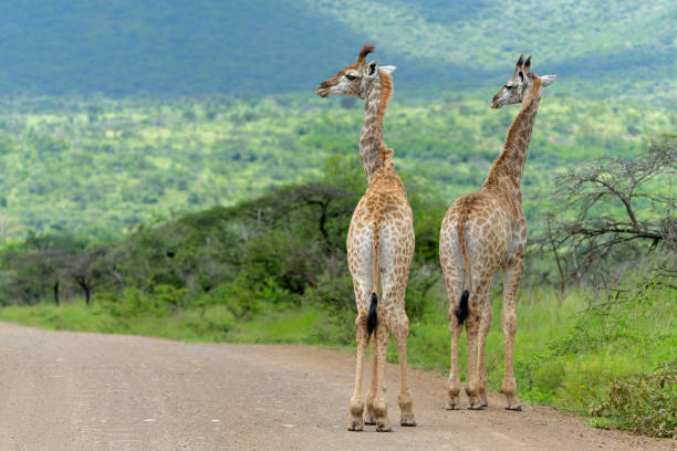 Giraffe in the green season in Zuka Private Game Reserve in Kwa Zulu Natal close to Mkuze in South Africa