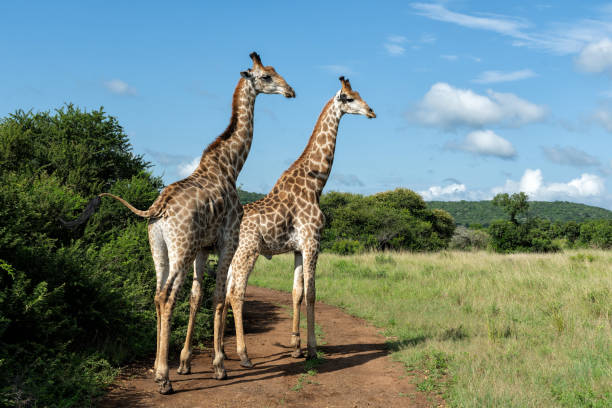 istock Giraffe in the Zuka Private Game Reserve 2170184576