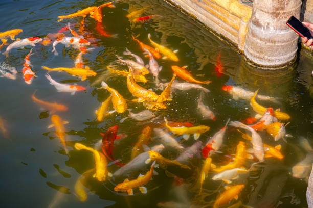 Close up on the Koi carps in the pond, beautiful fish