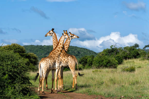 Giraffe in the green season in Zuka Private Game Reserve in Kwa Zulu Natal close to Mkuze in South Africa