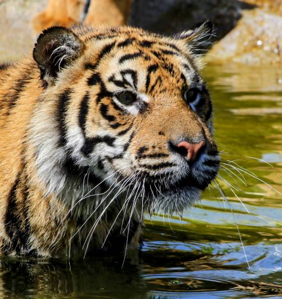 Sumatran Tiger in water