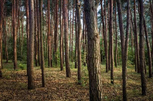 Landscape with  pine forest on Baltic sea coast, Brzezno, Poland. Tree trunks, green forest floor, no people.