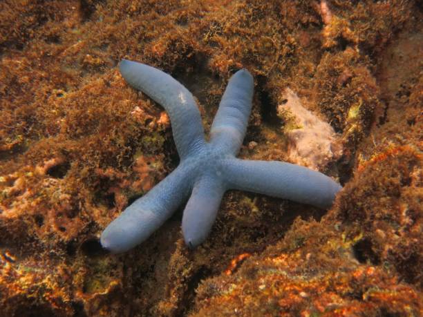 istock Blue Linckia Sea Star, Bali 2170186600