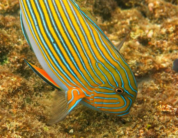 istock Acanthurus lineatus, the lined surgeonfish, blue banded surgeonfish, blue-lined surgeonfish, clown surgeonfish, pyjama tang, striped surgeonfish, and zebra surgeonfish feeding off seabed, Bali 2170186658