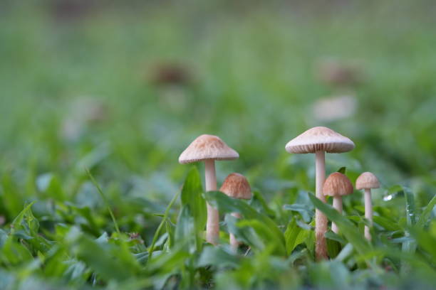 istock Macro Mushrooms in Lush Green Grass 2170187319