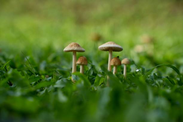 istock Macro Mushrooms in Lush Green Grass 2170187391