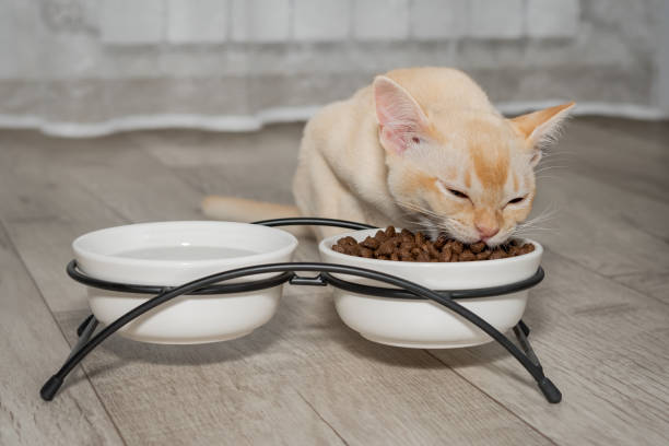 istock A small Burmese kitten eats dry food from a bowl. 2170189941
