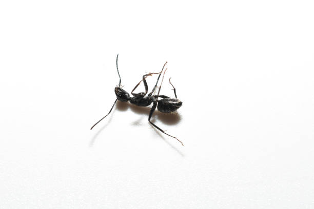 A large black ant lies on a white background, imitating a dead ant.