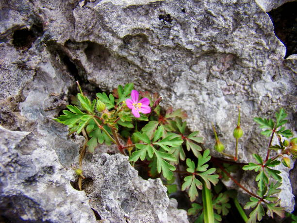 istock Pink  flowers Stinky-bob geranium, Geranium robertianum 2170191290