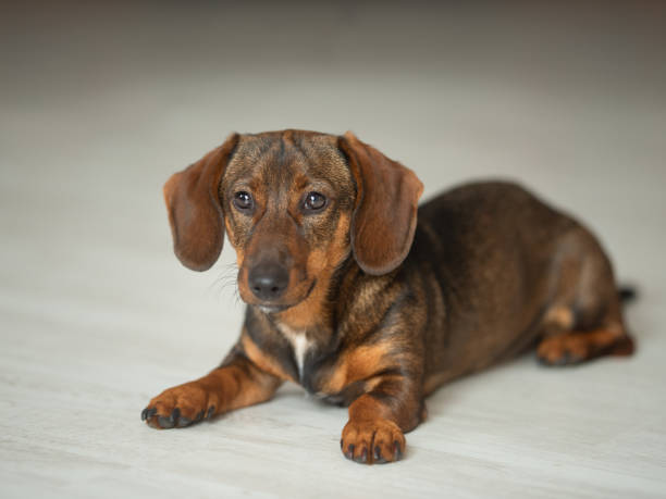 istock Black dachshund puppy lying in side view. isolated on white background 2170192317