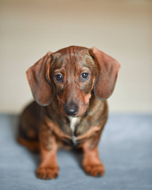 istock Cute dachshund puppie looking at the camera on a light background. 2170192320