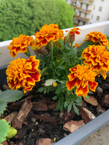istock French marigold or Tagetes patula flowers. 2170192579