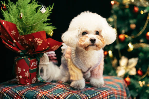 istock Bichon is on the table, celebrating Christmas 2170193159